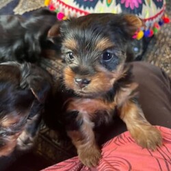 Silky Terrier puppies/Australian Silky Terrier//Younger Than Six Months,Beautiful Silky terriers ready in 2 weeks for forever homes. 3 females and two males. Mum and dad both have lovely loving personalities. Their parents were purebred. Parents available for inspection. 
