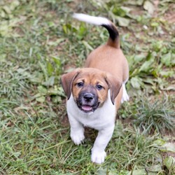 Adopt a dog:Corky/Beagle/Male/Baby,**Applicant Requirements:**

-Be at least 21 years of age and the Homeowner or Rentee.
-Households with children 10 and under must have a physical fence attached to the home. 

AVAILABLE:  8/30

Name:    Corky
DOB:        6/23/23
Weight:  7 lbs
Temperament/ Energy level: Friendly; medium energy
Recommendation for kids: good
Relationship with dogs: good
Relationship with cats: good 
Neutered / Spayed: no
Crate-trained: Yes

PLEASE NOTE: To apply to adopt, the application and adoption process can be found on our website greenmorerescue.org. Please read the puppy bio carefully before applying.  

The volunteers at Greenmore Farm are working on gathering all kinds of information on me. I can't wait until they tell you all about me! 

 Adoption donation is $425 cash / $450 credit, debit or Venmo with an additional $75.00 spay/neuter deposit that is refunded after proof of spay/neuter surgery. This donation includes a microchip.

***A NOTE ON BREEDS: The puppy listed breed(s) is the best assessment made by a veterinarian, pet finder or rescue staff and is not guaranteed.