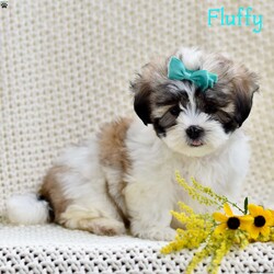 Flufy/Mal-Shi									Puppy/Female	/8 Weeks,If you are in search of Malshi puppies , look no further! Our puppies are not only adorable but also come with the assurance of being vet checked and family raised.