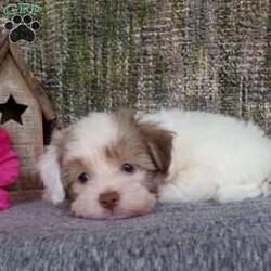Simba/Havanese									Puppy/Male	/8 Weeks,Hi, im a Havanese puppy. I am looking forward to meeting you! I am up to date with my immunizations, my wormer medications, and I have a Micro-chip so that I can be easily identified if I ever become lost! 