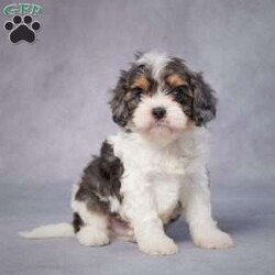 Ace/Cavapoo									Puppy/Male	/7 Weeks,AKC registered / Genetically tested Parents – Happy and healthy – F1 Cavapoo – Up to date on and deworming – Microchipped – 6 month health/1 year genetic guarantees(1yr/2yr if you remain on recommended food)- Full vet examination Call/text/email to schedule a time to come out and visit. We can ship to you, or can meet you at our airport. We can also meet in between if a reasonable distance.