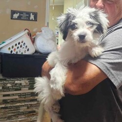 Adopt a dog:Cuddles/Shih Tzu/Male/Baby,8/26/23
Cuddles is a little fully ball of cuteness about 12-14 weeks old and has been patiently waiting for his turn to be able to find his forever home. He's old enough to get fixed which means he's ready to go! He is happy and healthy and good with the other pups in his play group as well as shelter staff. He has not been cat tested but would probably be fine with proper intro and training. We can not guarentee hypoallergenic due to being a mixed breed and he will need regular grooming from his new family. 

**This dog is currently at the rescue in TX however you can secure this pup for yourself with a pre-adoption which means getting your app in, approved and then paying the adoption fee. The adoption fee is $525 which covers spay/neuter, vaccinations, HW testing, chipping, health certificate and transport fees. All our dogs come with a 30 day, money back, trial period to make sure they are the right fit in your environment but if it doesn’t work you will have to foster until the dog gets rehomed. Tall Tails Rescue has a commitment to these dogs for their lifetime and we hope you do too! If you are interested in pre-adoption you can click the link here or copy/paste and fill out the app to get started: https://form.jotform.com/PNWdogs/ttrt-pnw-a