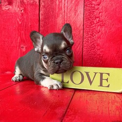 Billy/French Bulldog									Puppy/Male	/12 Weeks,Billy is an adorable little chocolate tan Akc registered french bulldog puppy! Family raised and well socialized! Up to date with all shots and dewormings! Comes with a health guarantee! Delivery available! Contact us today to get your new family member!
