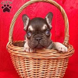 Billy/French Bulldog									Puppy/Male	/12 Weeks,Billy is an adorable little chocolate tan Akc registered french bulldog puppy! Family raised and well socialized! Up to date with all shots and dewormings! Comes with a health guarantee! Delivery available! Contact us today to get your new family member!