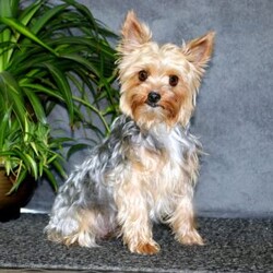 Gloria/Yorkie									Puppy/Female	/10 Weeks,Meet Gloria, a happy Yorkie puppy who is being family raised and is socialized. This pup is vet checked, up to date on vaccinations and dewormer, plus the breeder provides a health guarantee for Gloria. She is being family raised around kids and her mother is available to meet as well. For more information about this cutie and how you can welcome her into your home, call the breeder today!