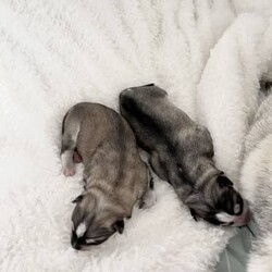 Siberian husky x puppies for sale/Siberian Husky//Younger Than Six Months,My beautiful girl had her 2 babies on the 17/07/2023Dad is husky X malamuteMum is purebred Siberian huskyPuppies have been vaccinated, microchip, and wormedPuppies will be ready for their forever home on the 11/09/2023Please do your homework as their breed is high energy and love to run . They shed their coats twice a year .Puppies will only go to loving homes with lots of love and a big yard to run around ..Puppies come with their own puppy packsPuppy foodBowlToy and their favourite blanket