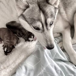Siberian husky x puppies for sale/Siberian Husky//Younger Than Six Months,My beautiful girl had her 2 babies on the 17/07/2023Dad is husky X malamuteMum is purebred Siberian huskyPuppies have been vaccinated, microchip, and wormedPuppies will be ready for their forever home on the 11/09/2023Please do your homework as their breed is high energy and love to run . They shed their coats twice a year .Puppies will only go to loving homes with lots of love and a big yard to run around ..Puppies come with their own puppy packsPuppy foodBowlToy and their favourite blanket