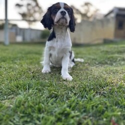 Tri Colour Male cavalier King Charles Puppy, Double vaccinated /Cavalier King Charles Spaniel//Younger Than Six Months,This little boy is available available for his home now, double vaccinated and ready to enjoy his new Fur-Ever home with you.This boy has an umbilical hernia, so this will need to be fixed upon desexing and is discounted accordingly.Last photo is the mother.We are audited, registered ethical breeders RPBA Number 772. We have been breeding for over 20 years and strive to produce beautiful, healthy puppies ethically.Our pups are dry well raised and cared for, this includes worming every 2 weeks from birth, vaccinations, vet checks and microchipping. They also come with a puppy pack to get you started.Our fur babies are raised in our home with us, not raised outdoors or in kennels and this shows in their temperament, they are very intelligent and have a beautiful nature as their parents have.We treat all our dogs as part of the family and each of our Cavalier King Charles Spaniel breeders has received a full DNA profile through Orivet.We put a lot of love and attention into them to make sure they adjust well with their new owners and grow to be happy adults.Puppies have started toilet training.We are more than welcome for you to view/visit for yourself. If you are not able to do this then we can FaceTime or Skype.I am happy to help organise interstate transport.I am happy to arrange viewings at a mutually agreed time. Please contact me to discuss.If you are interested then please feel free message me.RPBA 772 Full Audited memberBIN0002463942293