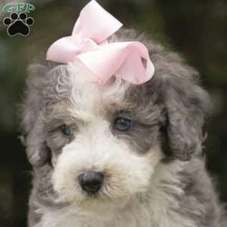 Layla/Mini Bernedoodle									Puppy/Female	/6 Weeks,Meet Layla, an adorable Blue Merle Mini Bernedoodle puppy! Vet checked and guaranteed healthy, she his friendly and well socialized!. Playful, curious, and full of affection, she’s the perfect companion.