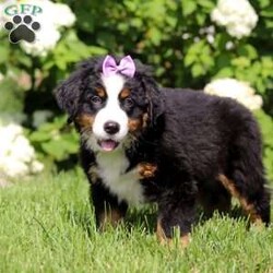 Sadie/Bernese Mountain Dog									Puppy/Female	/10 Weeks,Meet Sadie! This beautiful girl is an AKC Registered Bernese Mountain dog puppy. In addition to her glistening coat and bright, intelligent eyes, she has a sharp wit and picks up on new things fast. She has the typical Bernese personality: calm, friendly and affectionate. Bernese Mountain Dogs are an excellent choice for a family dog, they are usually great with kids and other pets. We love this breed and want to give people the chance to share their home with this special type of dog!