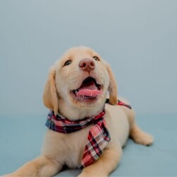 Pure-bred Golden Labrador Retriever Puppies for Sale/Labrador Retriever//Younger Than Six Months,Surprise your loved one with the gift of a lifetime! Our litter of 11 adorable Labrador Retriever puppies are looking for their forever homes, and one of them is the perfect addition to your family. With their cute faces, wagging tails, and endless love, these puppies will melt your heart.These puppies are not only vet-checked, microchipped, vaccinated, and wormed, but their parents have also been health checked to ensure the healthiest puppies possible. Give us a call on ******8996 for more details REVEAL_DETAILS Plus, one of the girls has a unique look with ash colored eyes, a pink nose, and a beautiful golden coat, making her a one-of-a-kind addition to your family. ( This rare gene is known as the Dudley Labrador gene, adding to her special and unique personality. )Update - Only 2 boys & 3 girls remainingHurry up and give us a call if you don't want to miss out on this amazing opportunity to bring a new best friend into your life. ******8996 REVEAL_DETAILS Microchip numbers : 956000016634389 95600001663729 956000016663125 956000016661126 956000016633182 956000016687642 956000016634145 956000016660817 956000016663779 956000016660998 956000016633047