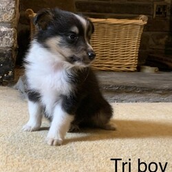 Shetland sheepdog puppies available/Shetland Sheepdog/Mixed Litter/6 weeks,I have a litter of delightful Shetland sheepdogs available. A tri colour girl, tri colour boys and a blue merle boy.
Both parents are family pets and can be seen.
These are very socialised puppies and are just starting to show their characters.
Please get in touch for any more information