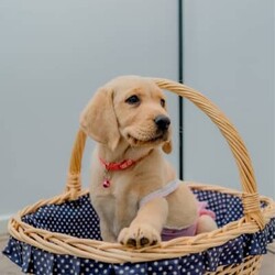 Pure-bred Golden Labrador Retriever Puppies for Sale/Labrador Retriever//Younger Than Six Months,Surprise your loved one with the gift of a lifetime! Our litter of 11 adorable Labrador Retriever puppies are looking for their forever homes, and one of them is the perfect addition to your family. With their cute faces, wagging tails, and endless love, these puppies will melt your heart.These puppies are not only vet-checked, microchipped, vaccinated, and wormed, but their parents have also been health checked to ensure the healthiest puppies possible. Give us a call on ******8996 for more details REVEAL_DETAILS Plus, one of the girls has a unique look with ash colored eyes, a pink nose, and a beautiful golden coat, making her a one-of-a-kind addition to your family. ( This rare gene is known as the Dudley Labrador gene, adding to her special and unique personality. )Update - Only 2 boys & 3 girls remainingHurry up and give us a call if you don't want to miss out on this amazing opportunity to bring a new best friend into your life. ******8996 REVEAL_DETAILS Microchip numbers : 956000016634389 95600001663729 956000016663125 956000016661126 956000016633182 956000016687642 956000016634145 956000016660817 956000016663779 956000016660998 956000016633047