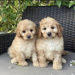 Adopt a dog:Gorgeous cavoodle pups!/Other/Male/Older Than Six Months,We have an adorable & tiny litter of Cavoodles at SydneyToyPoodles ranging from 2-9 weeks old & looking for their forever homes- All our puppies are vaccinated with a full health vet check from an award winning vet- All our puppies are wormed & microchipped & come with registration forms & all other appropriate paperwork- Puppy care package- DNA profiled parents ensuring there is no hereditary health problems- Toilet trained- We provide you with 2 years on going support, if you ever need us we’re one phone call away!The cavoodle is a hybrid of a cavalier king charles spaniel and a poodle toy. The Cavoodle is a lively and very affectionate companion. They enjoy being part of the family unit and love to participate in the activities of the day. Cavoodles have a very gentle nature and can make wonderful companions for children. They can adapt to living in a small home or apartment as long as they receive adequate daily exercise.Weight/Height Range5-12kg and 25- 38cm depending on the breed of the parents. Parents are less than 4kg.Please keep in mind -If a puppy price sounds too good to be true, their welfare is likely to have been compromised at some point to make that possible!Also bear in mind that even though a puppy seems expensive, the upfront cost is just a tiny fraction of how much you’ll have to pay to keep them over their lifetime.For serious enquires or to organise for a FaceTime or meetup, please call or messageotherwise please free to visit our Instagram to keep up to date with future littersAAPDB- 17090Microchip no - 900012456347701