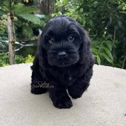 Adopt a dog:Gorgeous cavoodle pups!/Other/Male/Older Than Six Months,We have an adorable & tiny litter of Cavoodles at SydneyToyPoodles ranging from 2-9 weeks old & looking for their forever homes- All our puppies are vaccinated with a full health vet check from an award winning vet- All our puppies are wormed & microchipped & come with registration forms & all other appropriate paperwork- Puppy care package- DNA profiled parents ensuring there is no hereditary health problems- Toilet trained- We provide you with 2 years on going support, if you ever need us we’re one phone call away!The cavoodle is a hybrid of a cavalier king charles spaniel and a poodle toy. The Cavoodle is a lively and very affectionate companion. They enjoy being part of the family unit and love to participate in the activities of the day. Cavoodles have a very gentle nature and can make wonderful companions for children. They can adapt to living in a small home or apartment as long as they receive adequate daily exercise.Weight/Height Range5-12kg and 25- 38cm depending on the breed of the parents. Parents are less than 4kg.Please keep in mind -If a puppy price sounds too good to be true, their welfare is likely to have been compromised at some point to make that possible!Also bear in mind that even though a puppy seems expensive, the upfront cost is just a tiny fraction of how much you’ll have to pay to keep them over their lifetime.For serious enquires or to organise for a FaceTime or meetup, please call or messageotherwise please free to visit our Instagram to keep up to date with future littersAAPDB- 17090Microchip no - 900012456347701