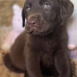 Labrador puppies READY NOW/Labrador Retriever//Younger Than Six Months,Chocolate Purebred Labrador PuppiesFemales and Males availableWHEN ONLY THE BEST WILL DOLabradors are kind affectionate dogs, smart & quick learning. Love food and human attention. Can be suited to all living conditions. These puppies will mature to medium size & will be solid buildsBoth parents have clear DNA, and good hip and elbow scores. This means the puppies are clear from genetic diseases. The parents love to swim and have cuddles and are viewablePuppies are currently eating Hypro puppy kibble, kangaroo mince, chicken mince and are well handled and socialisedPuppies are/come with:Veterinary Health CertificateMicrochip & first Vaccination (C3)6 week puppy insurance through PetplanWormed fortnighlty with DrontolPuppy pack including hypro puppy foodFollow up questions or adviceCall or message for more information and to view. FaceTime or what’s app video calls also availablePlease make sure you have permission from anyone that influences your decision to add a puppy to the family like real estate, partner, parensts.RPBA #10343 verify with number ******9277 REVEAL_DETAILS 