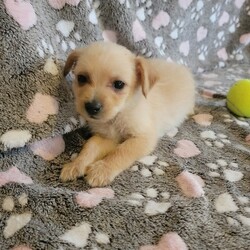 Adopt a dog:Notorious D.O.G./Chihuahua/Male/Baby,ADOPT ME ONLINE: https://ophrescue.org/dogs/12952

I'm guessed to be a 6wk old male Mixed breed dog. Because Im still a baby, I will require an adopter who is not out of the home for more than 4 hours at one time to continue my training - no exceptions! I will be up-to-date on age appropriate vaccines. I MUST stay out of public places where I could be exposed to the germs of many other dogs for another 2-3 weeks after I go home. The no puppy zones include all pet stores, dog parks, and for apartment dwellers, areas used by other dogs. These requirements are strictly for the puppys medical safety and longevity.
This pet is expected to arrive at an Operation Paws for Homes Foster Home soon. If you are interested in adoption, please submit your application so that you may be pre-approved prior to arrival. All pets must be granted a Health Certificate in order to cross state lines and come to the rescue. Obtaining the health certificate is largely dependent on veterinary resources at the originating animal shelter so some pets may not arrive as planned.To adopt fill out the simple online application at https://ophrescue.org 
Operation Paws for Homes, Inc. (OPH) rescues dogs and cats of all breeds and ages from high-kill shelters in NC, VA, MD, and SC, reducing the numbers being euthanized. With limited resources, the shelters are forced to put down 50-90% of the animals that come in the front door. OPH provides pet adoption services to families located in VA, DC, MD, PA and neighboring states. OPH is a 501(c)(3) organization and is 100% donor funded. OPH does not operate a shelter or have a physical location. We rely on foster families who open their homes to give love and attention to each pet before finding a forever home.All adult dogs, cats, and kittens are altered prior to adoption. Puppies too young to be altered at the time of adoption must be brought to our partner vet in Ashland, VA for spay or neuter paid for by Operation Paws for Homes by 6 months of age. Adopters may choose to have the procedure done at their own vet before 6 months of age and be reimbursed the amount that the rescue would pay our partner vet in Ashland.