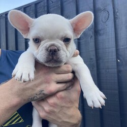 9 week old French bulldog puppies/French bulldogs/Mixed Litter/9 weeks,I have 3 boys and 1 girl they kc registered flead and wormed to date microchipped and will be vaccinated when they leave they each come with a puppy pack both mum and dad can be seen they are absolutely stunning pups so playful and content