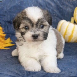 Asher/Havanese									Puppy/Male	/6 Weeks,Meet Asher, a very cute Havanese puppy! Vet checked and guaranteed healthy, he his friendly and well socialized!. Playful, curious, and full of affection, he’s the perfect companion.