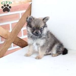 Kash/Pomeranian									Puppy/Male	/8 Weeks,Kash is from a litter of 4 , with a approximate adult weight of 8 to 10Lbs . He is sweet , energetic and loves to play . 