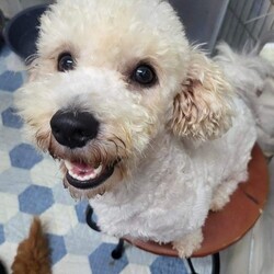 Adopt a dog:Snowy/Bichon Frise/Male/Young,Age: 1 year old
*Gender: Neutered Boy
*Breed: Bichon Frise
*Weight: 15lbs
*Dogs: Very friendly
*Cats: No interest
*Kids: Not tested
*Housebroken: Using a pee pad but makes mistakes sometimes
*Cratetrained: Yes
*Leash: Loves to go out for walk
*Behavioral: No
*Seperation Anxiety: No
*Food or Resource guarding: No
*Barker: He barks when he wants to get attention or when other dogs get newly introduced to his space.
*Riding a car: Good
*Diet: Good eater
*Toys: Loves to play with toys
*Territorial Marking: He could do territorial marking at the new places but it will be stopped once he gets used to the new place.

*Story: Snowy was pulled out of the high kill local shelter. He hasn’t gotten any adoption inquiries for an extended period time which put him at higher risk of being euthanized.

If you are looking for a super people-friendly pup, don’t look further. Snowy is the one. This best companion boy will love to cuddle with you and will always stay near you whenever you are at home. We just don’t understand why his previous family abandoned him but obviously it’s their loss as Snowy will live many blessing years with his new family.

*Ideal family:
-The young family who stays active and loves outings
-He would be a good second dog
-The family looking for the best snuggler
-The house with a fenced backyard would be idea

*Medical Note: Negative on Giardia and Parvo, Heartworm. Other medical conditions are not reported.

If you like this boy,  please fill out our adoption application:

https://forms.gle/g2FGnLNZMfxRL9P26