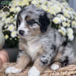 Princess/Australian Mountain Doodle									Puppy/Female	/8 Weeks,To contact the breeder about this puppy, click on the “View Breeder Info” tab above.