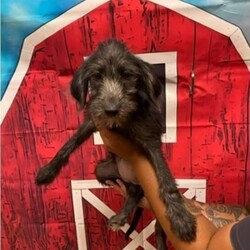 Adopt a dog:Hairy Underwood/Terrier/Female/Young,ADOPT ME ONLINE: https://ophrescue.org/dogs/12955

Hi, my name is Hairy Underwood and I am guessed to be an 4 months old Terrier Mixed Breed dog. I'm a super sweet girl weighing about 12lbs. I love big hugs and would be happy to snuggle with you anytime.

I'm searching for... 
* someone who won't leave me home alone for more than 4 hrs, at least not until I am older. The older I am the more I can stay home alone. I just don't want you to get mad at me if I have accidents or chew things I'm not supposed to when you leave me for too long. I'm a puppy, so I get bored quick and when I'm bored I could get in trouble. 
* I am looking for my loving home, not my for right now home. So as I get bigger I need someone to teach me how to be the best dog I can be. I am young and still learning. You may want to teach me some new tricks like sit, stay, etc. Professional training will help me bond with you. That sounds like fun! 
* I saved the most important for last. I am hoping my new mom or dad will snuggle with me, play with me and love me forever and ever!

I made my way north in search of my new family. Is that with you? If so apply today because this cuteness wont be around for long!
To adopt fill out the simple online application at https://ophrescue.org 
Operation Paws for Homes, Inc. (OPH) rescues dogs and cats of all breeds and ages from high-kill shelters in NC, VA, MD, and SC, reducing the numbers being euthanized. With limited resources, the shelters are forced to put down 50-90% of the animals that come in the front door. OPH provides pet adoption services to families located in VA, DC, MD, PA and neighboring states. OPH is a 501(c)(3) organization and is 100% donor funded. OPH does not operate a shelter or have a physical location. We rely on foster families who open their homes to give love and attention to each pet before finding a forever home.All adult dogs, cats, and kittens are altered prior to adoption. Puppies too young to be altered at the time of adoption must be brought to our partner vet in Ashland, VA for spay or neuter paid for by Operation Paws for Homes by 6 months of age. Adopters may choose to have the procedure done at their own vet before 6 months of age and be reimbursed the amount that the rescue would pay our partner vet in Ashland.