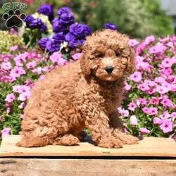 Buddy/Mini Goldendoodle									Puppy/Male	/9 Weeks,Handsome, sweet and ready to win your heart! This FB-1 Minnie Golden Doodle puppy is family raised and will do super with kids. Buddy is up to date with his first puppy shots and dewormers and has been vet checked. His mother is on the premises for you to see and meet. Call soon to make this outstanding puppy your own! He is ready for his new home anytime!