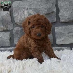 Benny/Miniature Poodle									Puppy/Male	/6 Weeks,I offer a one year health guarantee. Up to date on shots and dewormings. I’m looking for a loving indoor home. Shipping options are available anywhere in the US. All Sunday calls will be returned on Mondays. Thanks Jon 