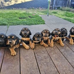Bloodhound x Coonhound/Bloodhound/Both/Younger Than Six Months,Beautiful puppies looking for their forever home.Pups are ready to go.4 male1 Female pups remain.All Pups are Vacinated and Microchiped. Any questions feel free to contact me.M ******4253 REVEAL_DETAILS Breeder reg: RBPA 10759