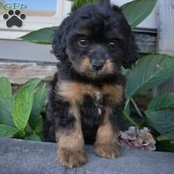 Toby/Cavapoo									Puppy/Male	/9 Weeks,Toby is outgoing with a sweet cavapoo temperment and he’s looking for his forever home.