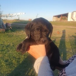 Black Labrador Puppies/Labrador Retriever/Both/Younger Than Six Months,Black Labrador puppies4 girls 3 boysReady for their forever homesVet check, microchipped, Vaccinated and wormed. Pups have been social with toddlers, cats, chooks and other dogs.Black mum and Gold dad as pictured. both beautifully natured dogs.