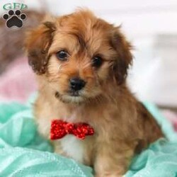 Gus/Cavapoo									Puppy/Male	/8 Weeks,Hello there! My name is Gus. Am I not the cutest little Cavapoo you’ve ever met? I would love to come home with you and be your loyal sidekick forever! Give me love and belly rubs and you’ll have my heart. I’ll brighten all your days and fill your life with so much fun and puppy kisses. I will arrive with with my first puppy vet exam completed, current on my vaccines and dewormer, microchipped, and a one year genetic health guarantee is included. As you can tell, my bags are packed and I’m ready to meet you! My mama dear is the sweetest Cavalier King Charles Spaniel. She is a beautiful 15 lbs and has a heart of gold. She is the best mama in the world! Daddy is an incredibly handsome Mini Poodle weighing a darling 10.5 lbs. You can call our family if you’d like to know more about me or to learn how you can make me yours! -Marvin & Linda