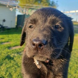 Black Labrador Puppies/Labrador Retriever/Both/Younger Than Six Months,Black Labrador puppies4 girls 3 boysReady for their forever homesVet check, microchipped, Vaccinated and wormed. Pups have been social with toddlers, cats, chooks and other dogs.Black mum and Gold dad as pictured. both beautifully natured dogs.