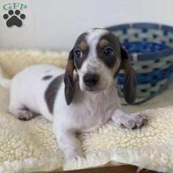 Lucky/Dachshund									Puppy/Male	/12 Weeks,Lucky is a blue/tan dapple piebald.  He has a super personality.  He is vet cleared, wormed several times, 2nd shot, and microchipped.  He also has a goodie bag with a balnket, toys, and a 6lb bag of puppy food.  