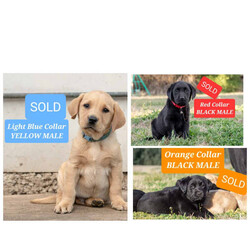 2 LEFT! DNA CLEAR LABRADOR PUPS!!! READY NOW!/Labrador Retriever/Both/Younger Than Six Months,READY NOW!!! Healthy & gorgeous looking 10 Pure Bred Labrador pups w only 1 YELLOW FEMALE & 1 BLACK FEMALE LEFT! (ALL PUPS ARE FULL DNA CLEAR thru parentage-FULL BREED PROFILE)BOTH parents are also HIP & ELBOW SCORED w fantastic results.MUM'S HIPS-3:4- ELBOWS-0:0DAD'S HIPS-1:0 ELBOWS-0:0DOB OF THE PUPS: 24/06/23AGE:JUST TURNED 12 WEEKS OLDREDUCED to $1200GREEN COLLAR BLACK FEMALE-SOLDREDUCED to $1100PINK COLLAR YELLOW FEMALE-SOLDPURPLE COLLAR YELLOW FEMALE-SOLDREDUCED to $1000YELLOW PUPS:PEACH COLLAR YELLOW FEMALEBLACK COLLAR YELLOW MALE-SOLDLIGHT BLUE COLLAR YELLOW MALE-SOLDBLACK PUPS:YELLOW COLLAR BLACK FEMALEBLUE COLLAR BLACK MALE-SOLD PENDING DELIVERYORANGE COLLAR BLACK MALE-SOLDRED COLLAR BLACK MALE-SOLD PENDING DELIVERYMum is a Pure Bred Fox Red Labrador and Dad is a Pure Bred Black Labrador. Both parents are very intelligent. They have the friendliest natures and super affectionate dogs. Mum loves our company, play fetch, to go for run/walk with us. Dad is very active, super playful dog. Loves to run around with all our Labradors, fetch ball and venture around. They are both super active, happy, very healthy parents.Each pup will come with copies of his parents' DNA health results/certificates✔️, his Vaccination card✔️, puppy guide✔️ and a puppy pack✔️. Puppy pack includes a blanket, collar, lead, toys, puppy pads, puppy bowl and a transition food. The food is a premium dry food (Advance) that pup is used to and you will receive a sample pack to get you started.DELIVERY:You are mostly welcome to pick up your pup or you can choose to have him/her delivered to your door. Meeting half point is also an option and can be arranged.Have done extensive deliveries all around Australia. I have arranged several flights that were sent interstate with one sent just a week ago and another one just 4 weeks ago to NT & 5 months ago to SA. Few months ago, also last years and few years back to WA, TAS. Very frequently to ACT and many areas of NSW almost every week. Going to SYD & ACT areas are mostly on a Thursday and free delivery on a Thursday.FREE DELIVERY:FREE DELIVERY from Parkes (road transport) to any Canberra, Blue Mountains, Orange-Bathurst, Central West, Mudgee, SYD areas including to Syd airport on 14th Sept, Thursday.Your pup can be delivered FREE to SYD including to SYD airport if the pup needs an interstate delivery as mentioned above. Flying the pup from Syd to destinations like NT, WA, SA, TAS, were our previous deliveries recently (NT was 3 weeks & few months ago to the others mentioned to be exact). Flight cost is AT THE NEW OWNER'S EXPENSE. Only the road transport from Parkes to Syd airport is free and only free on a Thursday. Any delivery to SYD airport from Parkes THAT IS NOT A THURSDAY WILL INCUR A DELIVERY FEE.DELIVERY W FEES:Have delivered several times to VIC too, pre, during & post Covid period. Meeting half point if you live in Melbourne can be arranged as well AND WILL INCUR A DELIVERY FEE. DELIVERY ANY DAY to VIC or down that way & DELIVERY to SYD, ACT, BATHURST-ORANGE, BLUE MOUNTAINS, MUDGEE or any Central West NSW areas ON A WEEKEND AND ANY DAY THAT IS NOT A THURSDAY WILL ALSO INCUR A DELIVERY FEE.WhatsApp is available for live viewing by appointment only.You may also contact me directly by text message to my mobile ******7134 is preferred so we can discuss your suitability as a pet owner and be sure you have selected the best pup for your needs and family situation. REVEAL_DETAILS I am licensed as a breeder and where there are many happy pet owners that have adopted through me.RPBA # 1473