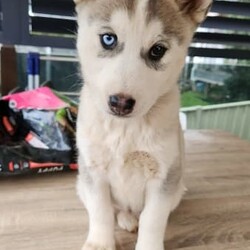 Siberian Husky Puppies/Siberian Husky/Female/Younger Than Six Months,**2 left**6 beautiful blue eyed / bi eyed Pure Bred Siberian Huskies!!Get in early and secure your best friend now.Puppies were born on the 16th June 2023 and will be ready for their forever homes around the 18th of August.All puppies are vaccinated, wormed and microchipped.3 x Girls and 1 x Boy available.Please make contact if you wish to learn more about individual puppies.Will more than happily update potential buyers with updated photos and videos as their puppy grows.