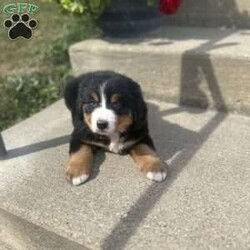 Jolly/Bernese Mountain Dog									Puppy/Female	/8 Weeks,Say hello to Jolly , a sweet and lovable Bernese Mountain Dog puppy ready to win your heart! This adorable pup is vet checked and up to date on shots and wormer. Jolly comes with a health guarantee provided by the breeder. This friendly pup is family raised with children and would make the best addition to anyone’s family. To find out more about Jolly! Please contact Wayne today!
