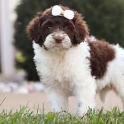 Ella/Portuguese Water Dog									Puppy/Female	/7 Weeks,Introducing Ella! A stunning, AKC Portuguese Water Dog, she has a friendly and outgoing temperament that seems to attract everyone she’s around. We spend lots of time socializing our puppies from day one, this helps them mature into confident and adaptable dogs. If you’re looking for a companion to spend the day at the park with, you’re at the right place! This little gal loves adventures or spending time with the people she loves. Portuguese Water Dogs are known to make great family pets, they are highly trainable and super gentle with children. The beautiful Mama to this litter is named Sofie and weighs 45 lbs. She has a super sweet personality and is a family favorite. The Dad is a handsome and intelligent fella and is always up for an adventure. All the babies are up to date on necessary vaccines and dewormer, and will be vet checked by our veterinarian. Our one year health guarantee is also included with each puppy. For any more information or to schedule a visit, please call or text anytime, Monday through Saturday! -Leah Mullet