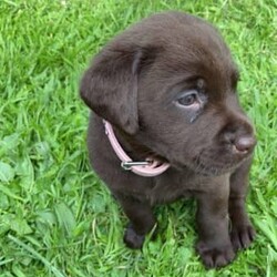 Labrador Puppies - For Sale/Labrador Retriever/Both/Younger Than Six Months,Purebred Labrador puppies born 13th August 2023.Ready for their forever homes from 8/10/2023With their cute faces, wagging tails, endless love, gentle nature, and loving temperaments these puppies will melt your heart.Our puppies have been socialising with children, adults, and cats.Mum (Luna) lives with us and Dad (Banjo) is my sister’s 3rd child.Both parents have been raised on top quality pet food and are extremely friendly, gentle, calm, and obedient Black Labradors.Puppies are being feed Hill’s Science Diet Puppy food.Microchipped, vaccinated and vet checked at 6 weeks of age.Worming has been done every 2 weeks.1 Black Boy2 Black Girls - Orange Girl SOLD3 Golden Boys - Blue Boy PENDING3 Chocolate Girls- Pink & Orange Girls SOLDPick up Bannockburn or Colac. 