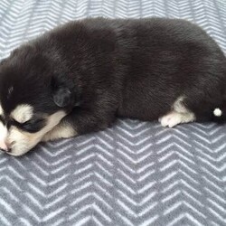 Siberian Husky Puppies/Siberian Husky/Female/Younger Than Six Months,Huskypup5 has 5 Siberian Husky Puppies available.1 Black-White Male1 Light -Red Male3 Black-White FemalePuppies where born on the 10th September & will be ready to leave around 8weeks time weekend of 4th November 2023.Note: last 2 Black White female puppies are 1 week older.Cost of puppy $1500Which Includes fortnightly wormed,1st Vaccination, Microchip and Vet Check Certificate.We also supply a puppy information folder & weekly updated photos.We have owned Siberian Huskies for over 20 years with high experienced in the breed.w huskypup5comCan organise Road Transport at buyers expensePlease contact us if you are interested or would like to view more photos.
