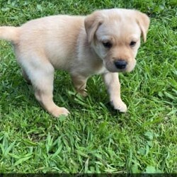 Labrador Puppies - For Sale/Labrador Retriever/Both/Younger Than Six Months,Purebred Labrador puppies born 13th August 2023.Ready for their forever homes from 8/10/2023With their cute faces, wagging tails, endless love, gentle nature, and loving temperaments these puppies will melt your heart.Our puppies have been socialising with children, adults, and cats.Mum (Luna) lives with us and Dad (Banjo) is my sister’s 3rd child.Both parents have been raised on top quality pet food and are extremely friendly, gentle, calm, and obedient Black Labradors.Puppies are being feed Hill’s Science Diet Puppy food.Microchipped, vaccinated and vet checked at 6 weeks of age.Worming has been done every 2 weeks.1 Black Boy2 Black Girls - Orange Girl SOLD3 Golden Boys - Blue Boy PENDING3 Chocolate Girls- Pink & Orange Girls SOLDPick up Bannockburn or Colac. 