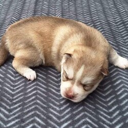 Siberian Husky Puppies/Siberian Husky/Female/Younger Than Six Months,Huskypup5 has 5 Siberian Husky Puppies available.1 Black-White Male1 Light -Red Male3 Black-White FemalePuppies where born on the 10th September & will be ready to leave around 8weeks time weekend of 4th November 2023.Note: last 2 Black White female puppies are 1 week older.Cost of puppy $1500Which Includes fortnightly wormed,1st Vaccination, Microchip and Vet Check Certificate.We also supply a puppy information folder & weekly updated photos.We have owned Siberian Huskies for over 20 years with high experienced in the breed.w huskypup5comCan organise Road Transport at buyers expensePlease contact us if you are interested or would like to view more photos.