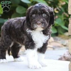 Max/Portuguese Water Dog									Puppy/Male	/6 Weeks,Introducing Max, a stunning, AKC Portuguese Water Dog! He has a friendly and outgoing temperament that seems to attract everyone he’s around. We spend lots of time socializing our puppies from day one, this helps them mature into confident and adaptable dogs. If you’re looking for a companion to spend the day at the park with, you’re at the right place! This little guy loves adventures or spending time with the people he loves. Portuguese Water Dogs are known to make great family pets, they are highly trainable and super gentle with children. The beautiful Mama to this litter is named Jill and weighs 40 lbs. She has a super sweet personality and is a family favorite. The Dad, Tucker weighs 47 lbs. He is a handsome and intelligent fella and is always up for an adventure. All the babies are up to date on necessary vaccines and dewormer, and will be vet checked. We also include the AKC registration application. Our one year genetic health guarantee is also included with each puppy. For any more information or to schedule a visit, please call or text anytime, Monday through Saturday! -Marilyn