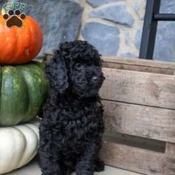 Binx/Miniature Poodle									Puppy/Male	/12 Weeks,What a cutie Binx is! Come meet this sweet boy! He is very well socialized and playful. He is up to date on vaccines and dewormer. 