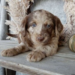 Denver ( F1 Medium)/Labradoodle									Puppy/Male	/5 Weeks,Prepare to fall in love!!! My name is Denver and I’m the sweetest little medium sized F1 labradoodle looking for my furever home! One look into my warm, loving eyes and at my silky soft coat and I’ll be sure to have captured your heart already! I’m very happy, playful and very kid friendly and I would love to fill your home with all my puppy love!! I am full of personality, and I give amazing puppy kisses! I stand out above the rest with my beautiful merle colored coat !!…  I will come to you vet checked and  up to date on all vaccinations and dewormings . I come with a 2 year guarantee and shipping is available! My mother is our precious Bella, an 80#  labrador retriever with a heart of gold and my father is Mickey, a 10# merle and white mini poodle!!    I will grow to approx 45# and I will be hypoallergenic and nonshedding! !!… Why wait when you know I’m the one for you? Call or text Kari to make me the newest addition to your family and get ready to spend a lifetime of tail wagging fun with me! (Sunday inquiries will be returned on Mondays)