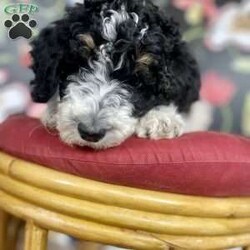 Chai/Standard Poodle									Puppy/Female	/10 Weeks,These beautiful AKC puppies will be ready to go to their new homes on September 23rd. Our puppies are raised in the main living area of our home and are very well socialized. We introduce them to crate training, grooming, litter box training and house training. All potential families will be asked to fill out a questionnaire to ensure the puppies are going to good homes. Puppies come with AKC limited registration papers and a no breeding contract. Please be sure to do research on this breed as they are high maintenance! The father of this litter has extensive health testing done and best friends with his two year old human brother. The mother has genetic health testing done and is very sweet and loving. Puppies are up to date on shots. They have received a health check from our vet and passed with flying colors! They will come with a one year genetic health guarantee. 