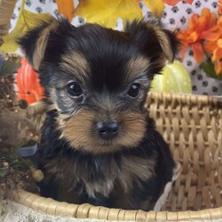 Sam/Yorkie									Puppy/Male	/7 Weeks,Meet Sam, a cute and lovable Yorkshire Terrier puppy! This angelic pup is vet checked, up to date on shots and wormer, plus comes with a health guarantee provided by the breeder. To find out more about this adorable pup, please contact Miriam today!