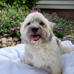 Bailey/Havanese									Puppy/Male	/9 Weeks,Meet Bailey! He is a very fluffy, AKC registered Havenese puppy. He is well socialized and loves to play with kids. Both his parents are AKC registered Havenese’. Call or text Miriam to adopt your next best friend!