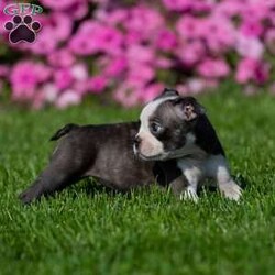 Trisha/Boston Terrier									Puppy/Female	/8 Weeks,Are you ready to welcome a Boston Terrier puppy into your life and heart? We have a lovable Boston Terrier puppy looking for a forever home filled with love and care. If you’re ready to provide a warm and loving environment, this little bundle of joy is waiting to become a cherished part of your family.